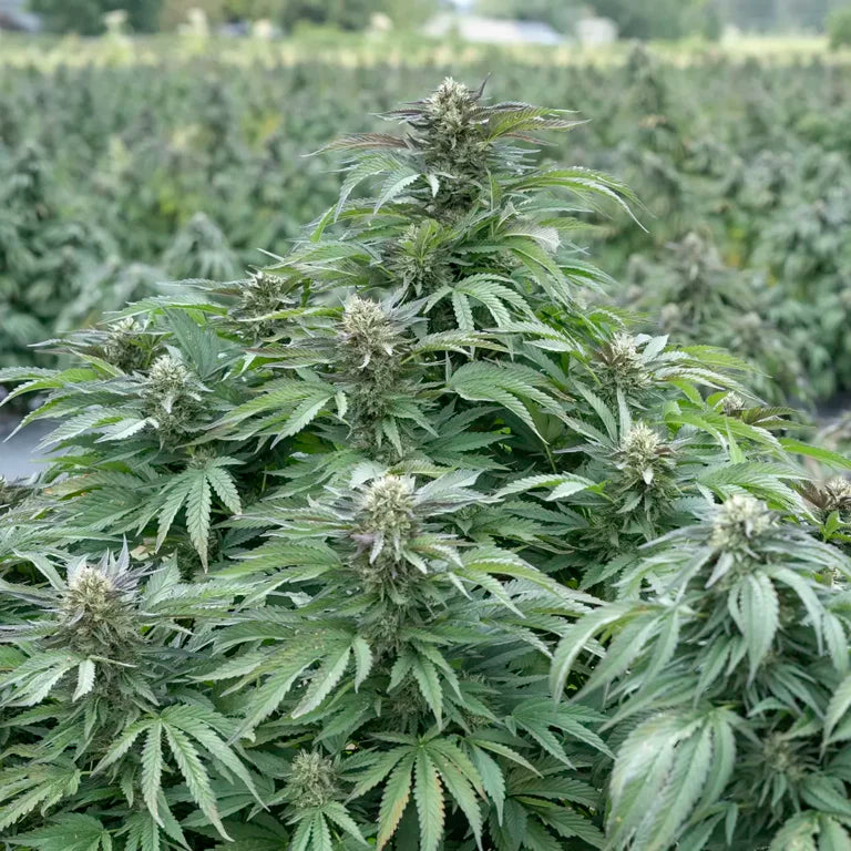 Bubba Kush | CBD Flower