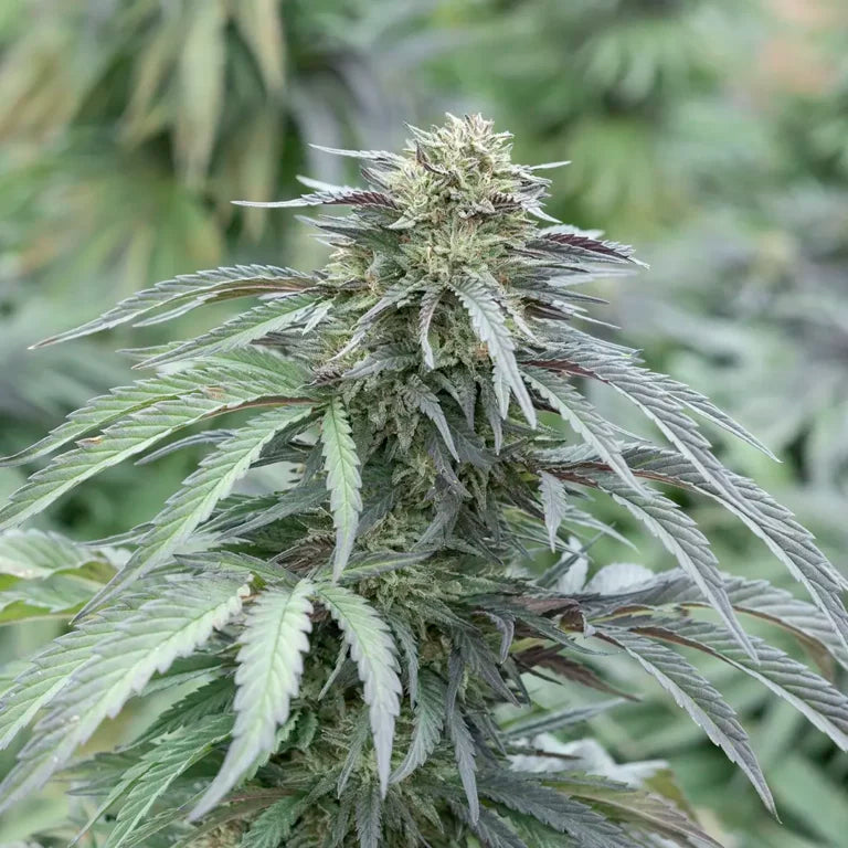 Bubba Kush | CBD Flower